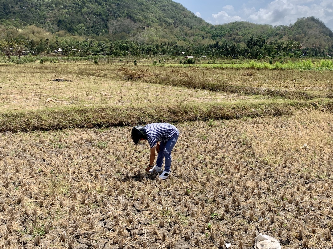 TERDAMPAK: Salah satu lahan sawah yang terdampak kekeringan ekstrem di Desa Giri Sasak, Kuripan Lombok Barat, kemarin (30/9). (CHIA/LOMBOK POST)