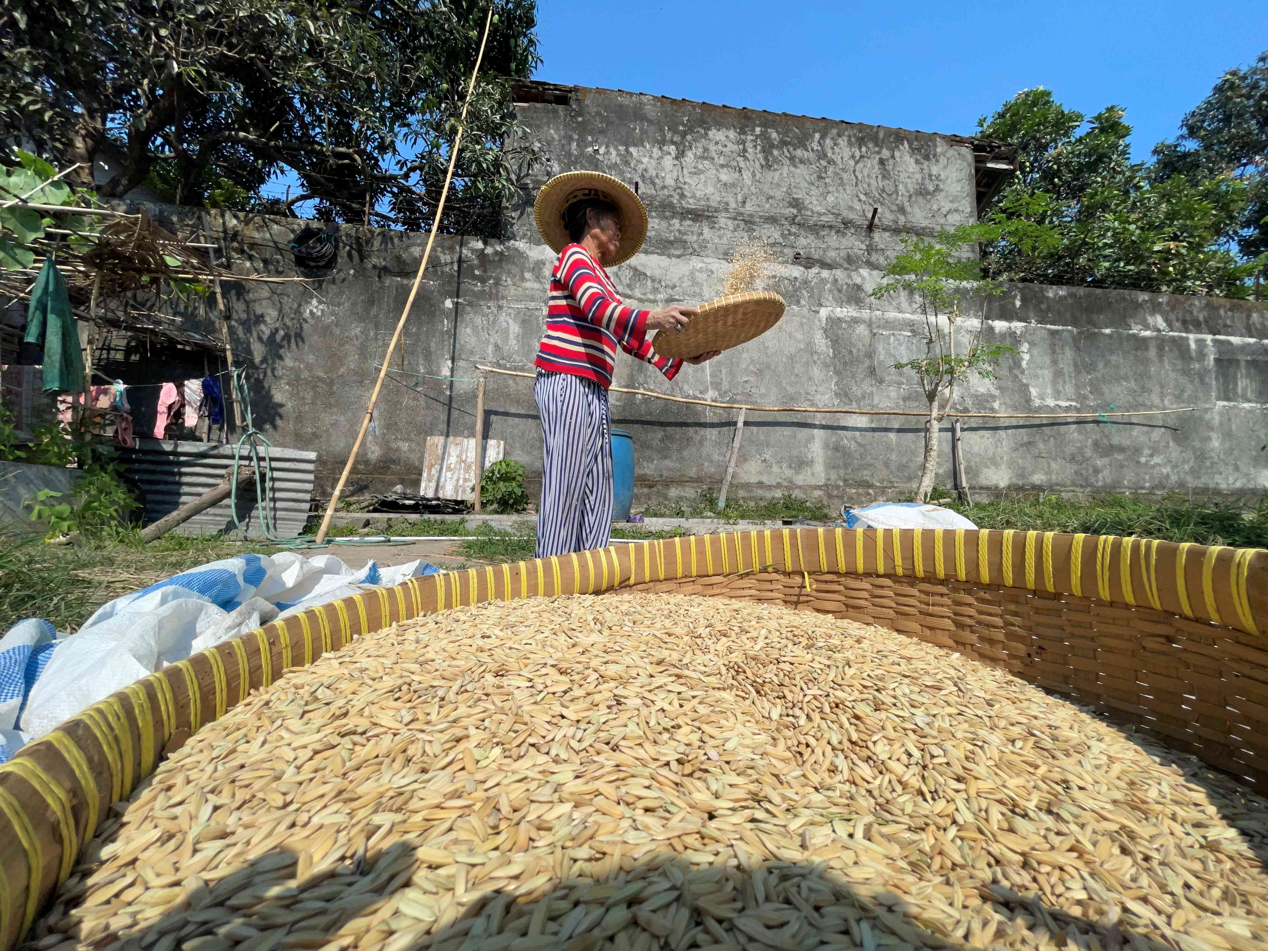 INGIN YANG TERBAIK: Untuk menghasilkan kualitas beras yang baik, petani dengan telaten menjemur gabah mereka di bawah sinar matahari.