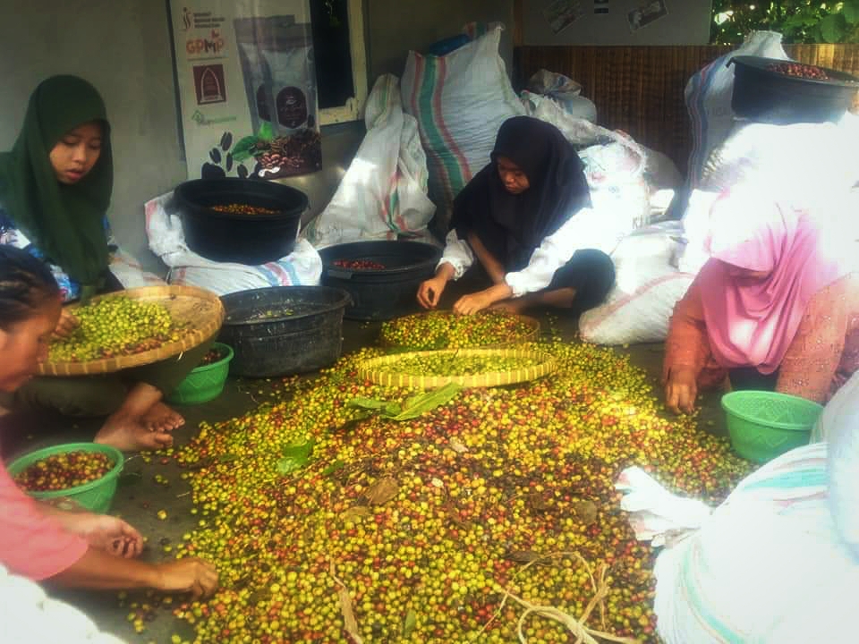 SORTIR BUAH KOPI: Proses sortir buah dan biji kopi untuk produk Kopi Samba yang dilakukan sejumlah warga di Desa Sambik Bangkol, Lombok Utara.