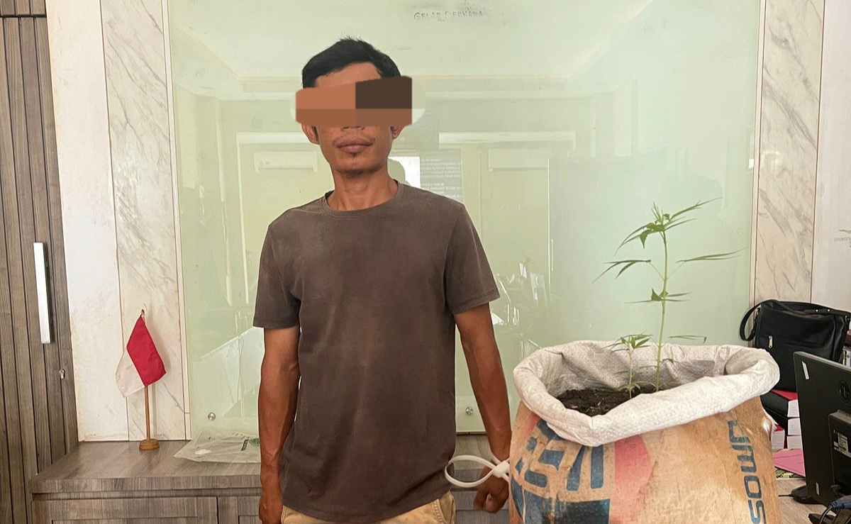 HS, 40 tahun, warga Lingkungan Pengempel, Kelurahan Pejanggik, Kecamatan Mataram ditangkap lantaran ketahuan menanam ganja di rumahnya.