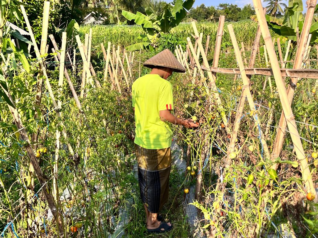 MATI: Salah seorang petani di Kecamatan Pringgasela saat melihat kondisi tanaman tomatnya yang mati akibat peralihan musim panas ke musim hujan.