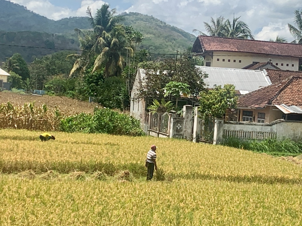 PANEN: Seorang petani memanen padinya yang telah menguning di wilayah Lombok Barat, belum lama ini.
