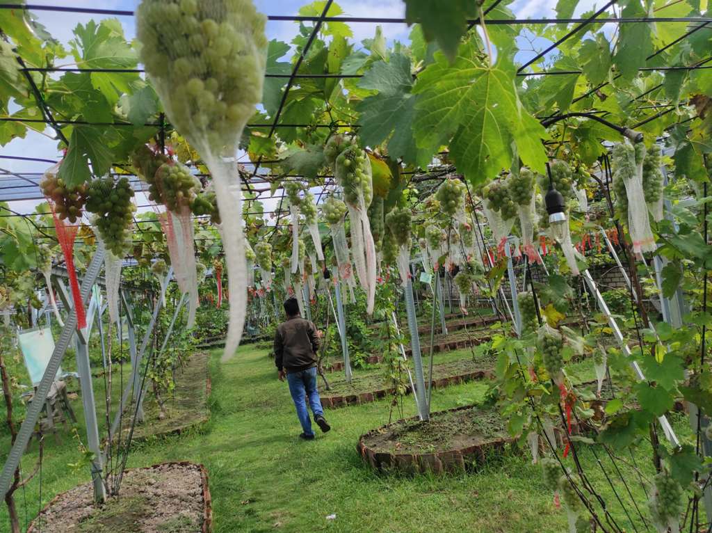 POTENSI BESAR: Pengunjung yang tengah mengunjungi kebun anggur Aqmar NB Grape di Desa Bentek, Lombok Utara, akhir pekan lalu.