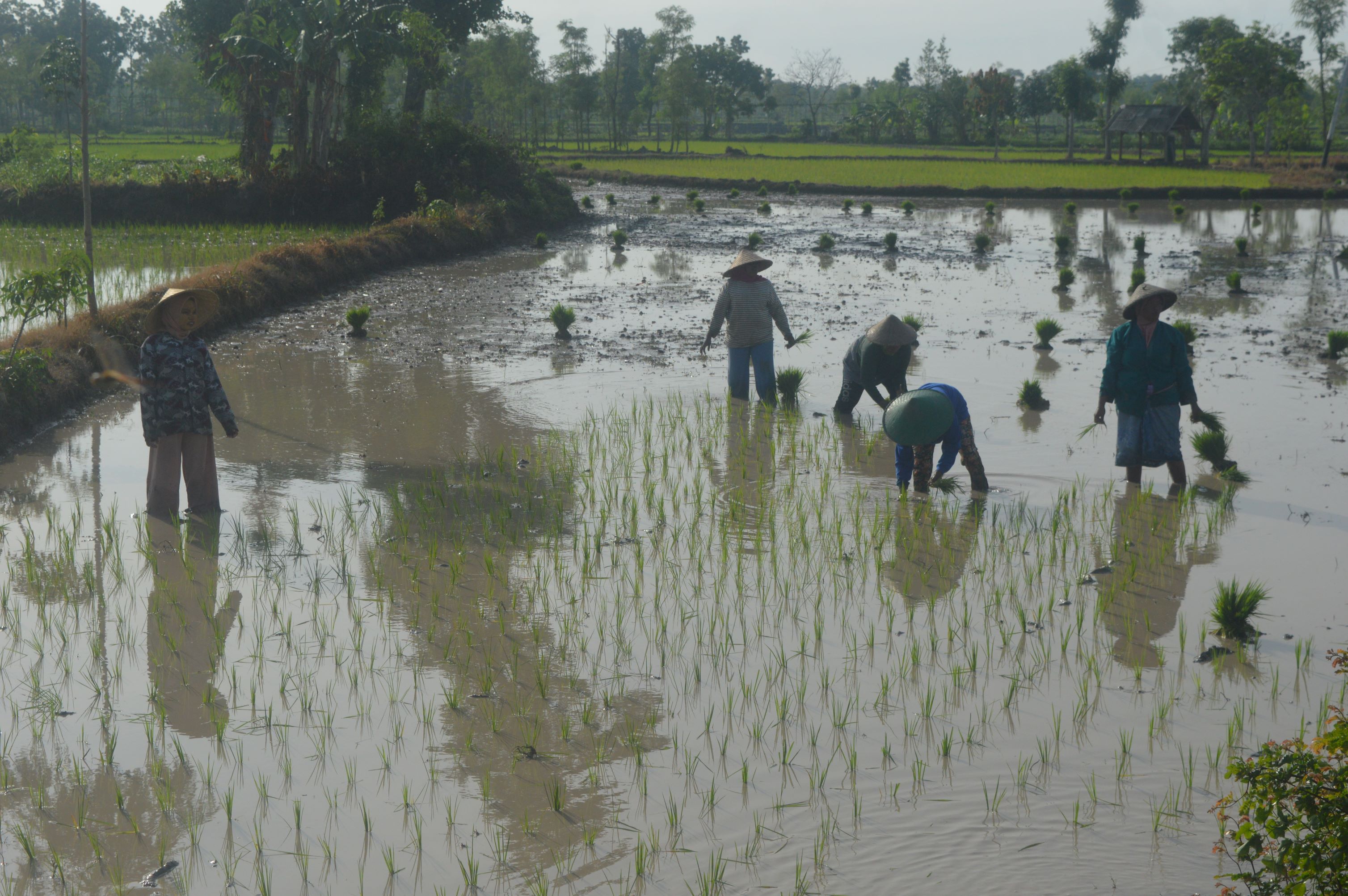 MULAI DESEMBER: Sejumlah buruh tani menanam padi area persawahan Kecamatan Jonggat, Loteng beberapa waktu lalu.