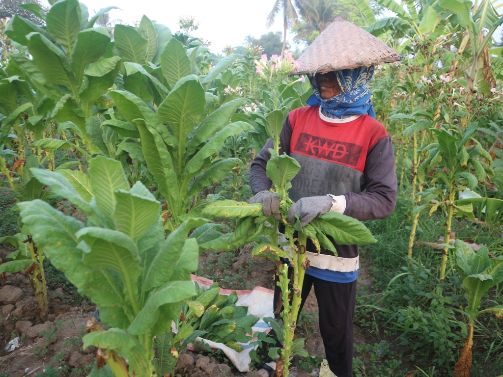 PANEN: Buruh tembakau memetik daun seli di sawah milik petani tembakau di Desa Rumbuk Timur, belum lama ini.