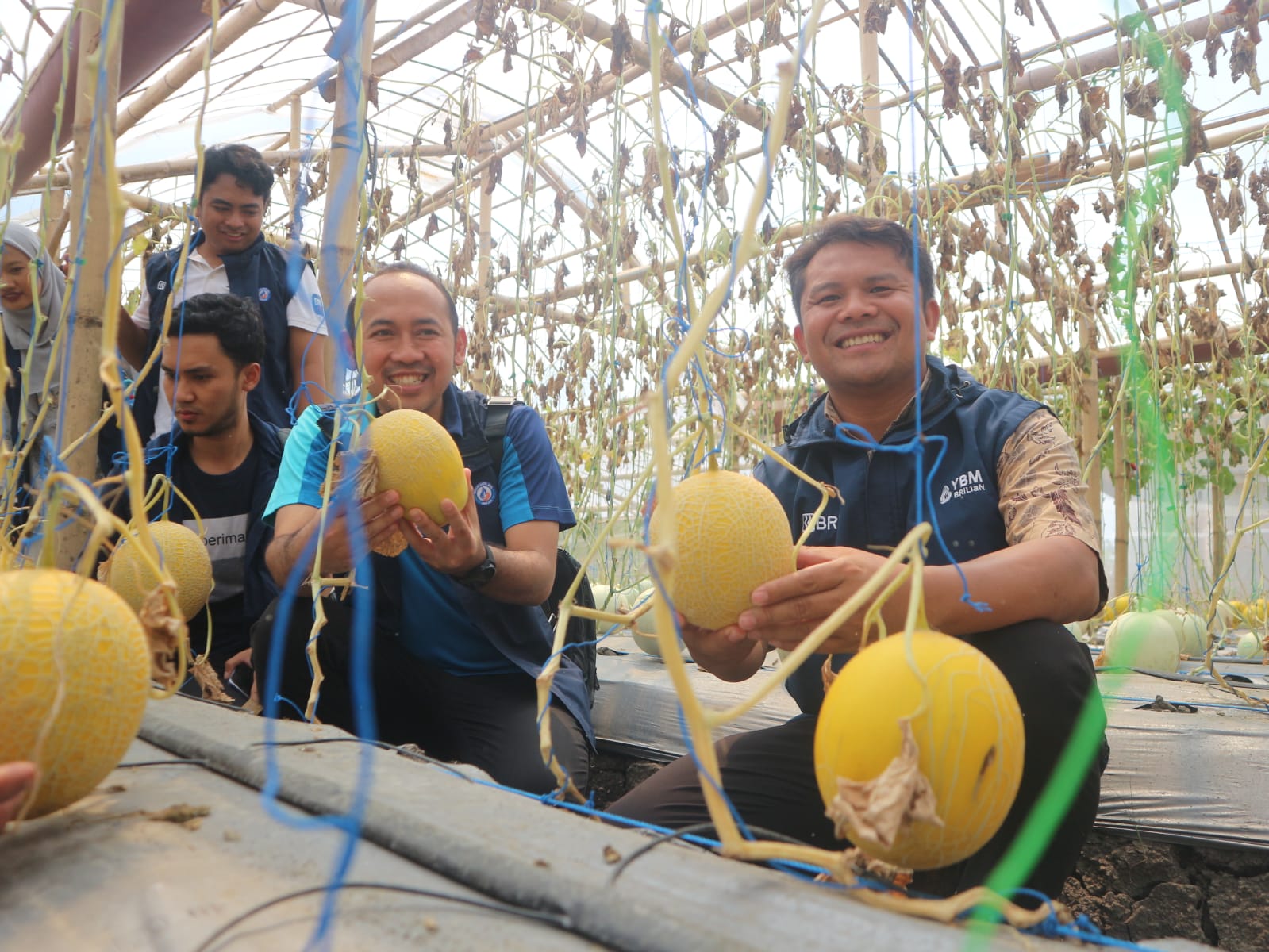 PETIK: Wakil Ketua Yayasan Baitul Maal (YBM) BRILiaN Ro Denpasar saat memetik buah melon hasil budidaya kelompok Mustahik Income Generating Program (MIGP) di Desa Kalianyar, Kecamatan Terara.