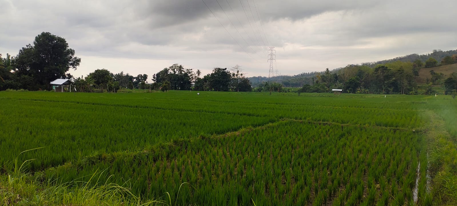JAGA LAHAN: Lahan persawahan yang ada di Lombok Utara. Raperda LP2B ditargetkan disahkan tahun 2025. HABIBUL ADNAN/LOMBOK POST