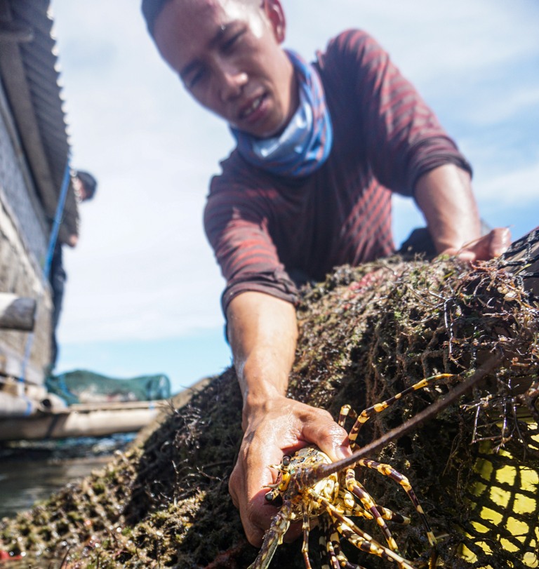 HASIL LAUT: Lobster memiliki nilai ekonomis tinggimemberikan keuntungan besar bagi negara. Karenanya, KKP perlu mengakomodir kepentingan pemda terkait kuota penangkapan BBL. IVAN/LOMBOK POST