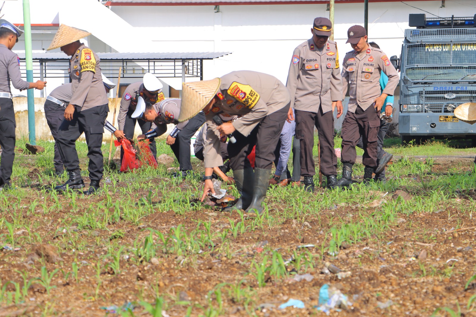 DUKUNG KETAHANAN PANGAN: Pemupukan perdana jagung di salah satu lahan di dekat Mapolres Lombok Utara, belum lama ini.