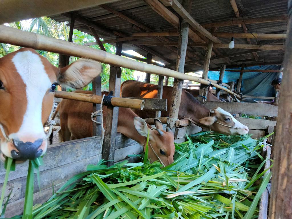 WASPADA SAKIT: Sejumlah sapi ternak milik seorang peternak asal Kecamatan Masbagik saat makan di kandang miliknya.