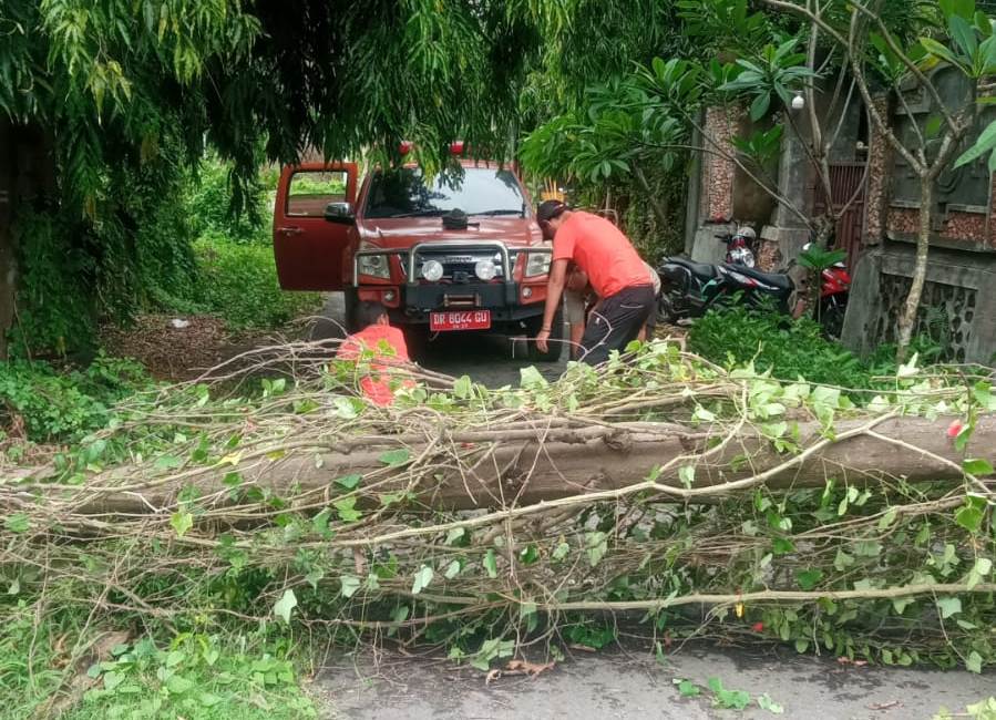 WASPADA: Pohon tumbang terjadi di beberapa tempat di Lombok Utara, Senin (9/12).