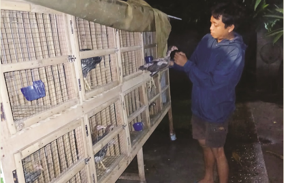 BUTUH KETELATENAN: Peternak ayam Betet I Wayan Pancayana memeriksa kesehatan ayam di kandangnya, Rabu malam (11/12). &nbsp;