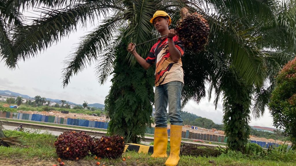 PEKERJA MIGRAN INDONESIA: Seorang PMI asal NTB sedang memperlihatkan cara bekerjanya di ladang perkebunan sawit di Ladang Tuan Mee SG Buloh Selangor, Kuala Lumpur, Kepong Berhard, Malaysia.