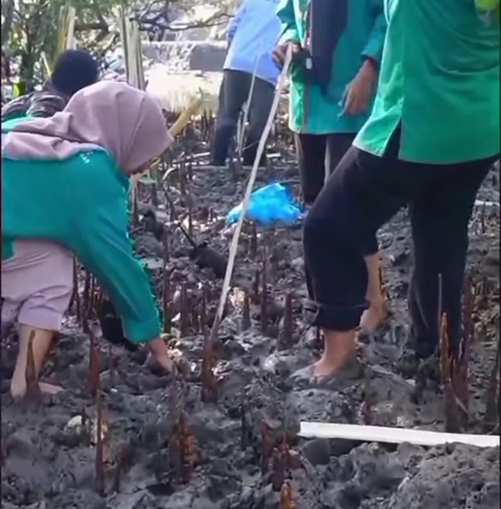 Anggota HMPS Pendidikan Biologi UNW Mataram saat menanam mangrove di Desa Pesisir Tanjung Luar, Lotim, pada Oktober lalu.