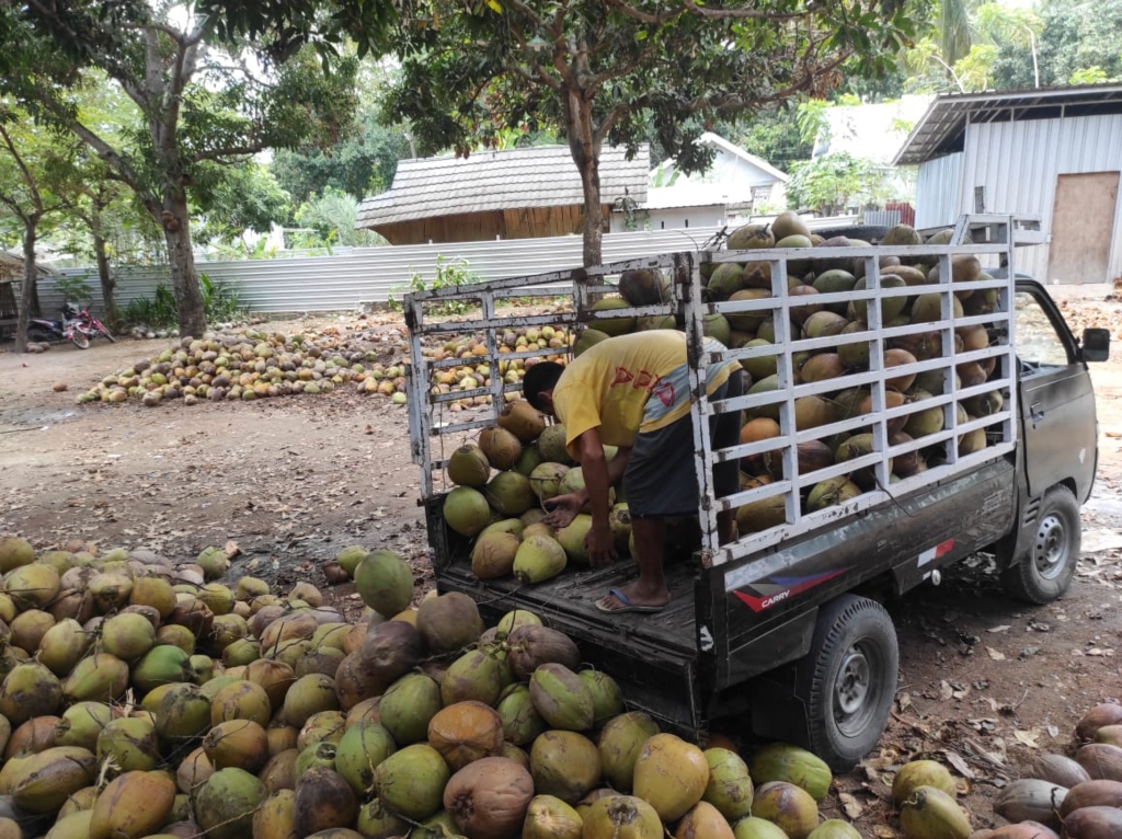 POTENSI MENJANJIKAN: Kelapa yang diturunkan dari pikap pengangkut di Tanjung, KLU yang akan dijual. BI NTB melirik potensi pengembangan produk olahan kelapa untuk peningkatan ekonomi.
