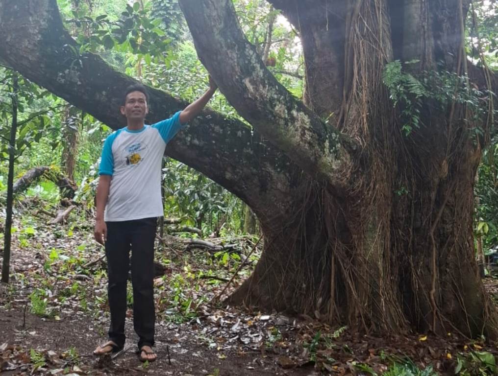 DURIAN RAJA: Manager Taman Narmada Ahmad Taufik menunjukan pohon durian Peresak peninggalan Raja Anak Agung Gde Ngurah Karang Asem.