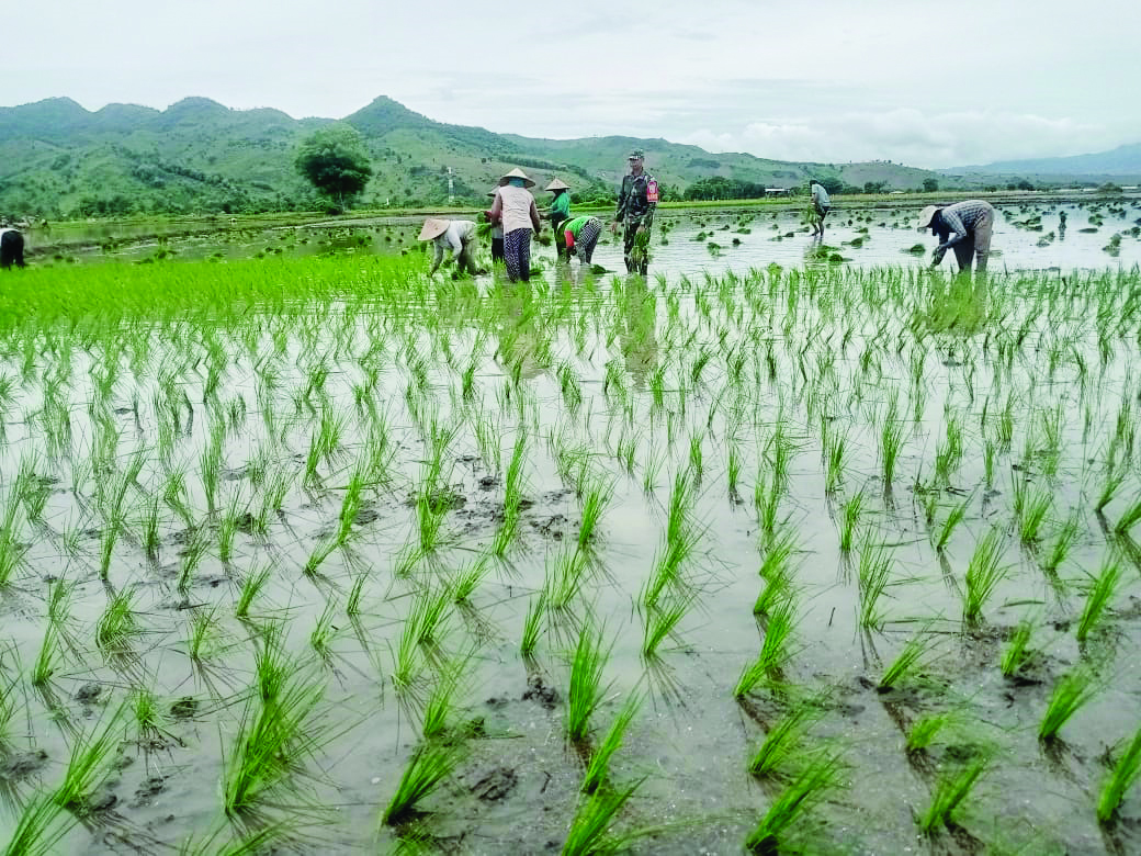 Babinsa Sertu Mastudinnur saat ikut menanam padi bersama petani di Dusun Paropa, Desa Malaju, Kecamatan Kilo, Kabupaten Dompu.