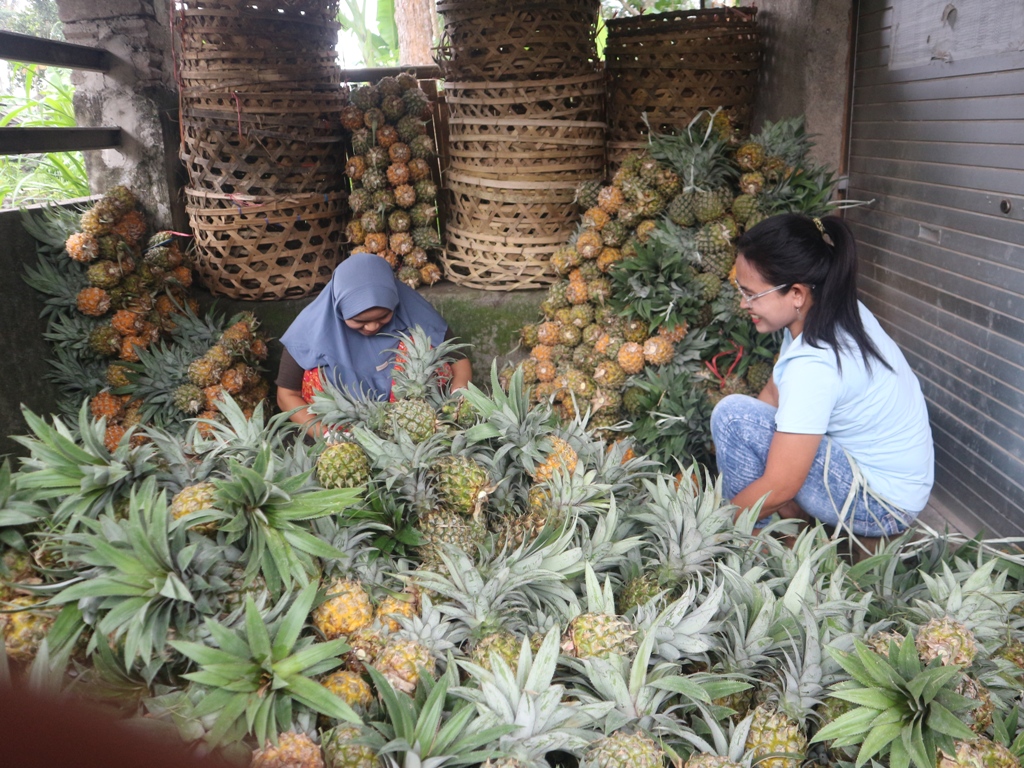 HABIS PANEN: Buruh nanas di Dusun Gawah Malang, Desa Lendang Nangka Utara, Kecamatan Masbagik saat mengikat buah nanas yang baru saja selesai di panen sebelum dipasarkan.