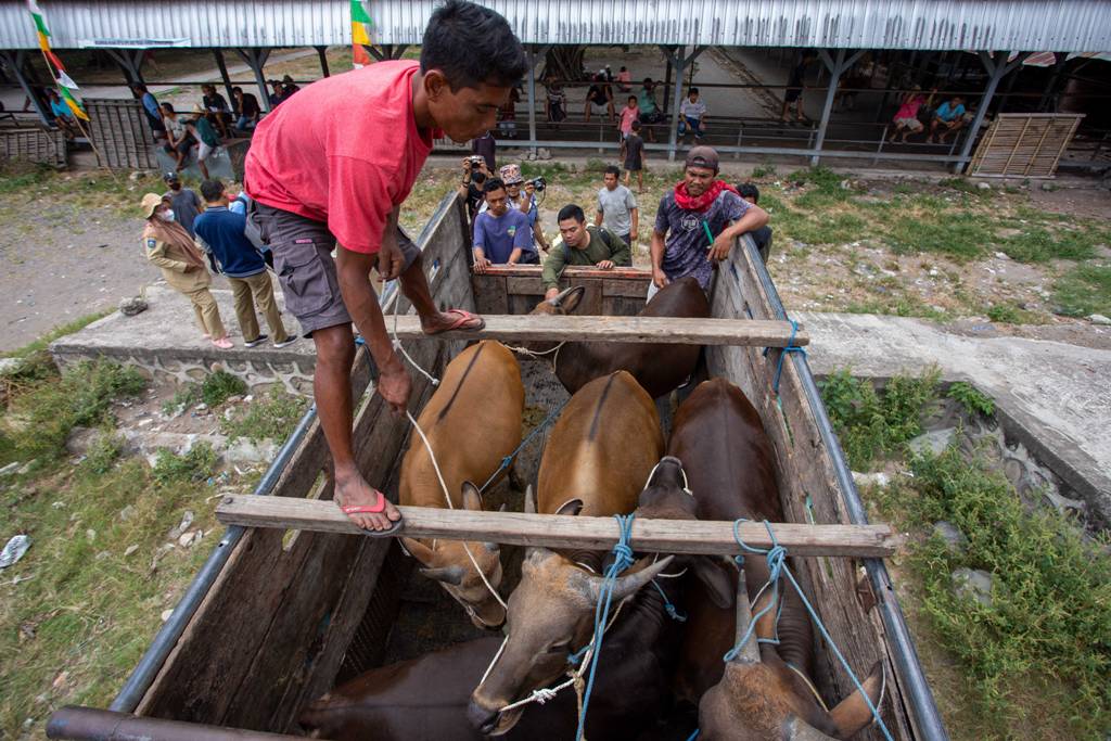 KOMODITAS PANGAN: Pemerintah pusat didorong mendukung peternakan lokal, sehingga produksi daging sapi, setidaknya bisa memenuhi kebutuhan dalam daerah selama pelaksanaan program MBG.