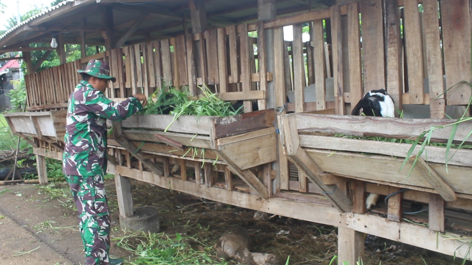 SWASEMBADA PANGAN: Anggota TNI Kodim 1620/Loteng Serma Kasmadi Harta memberikan hewan ternak kambing dan ayam kampung yang dipeliharanya di kampung Gililebur, Kelurahan Perapen, Praya.