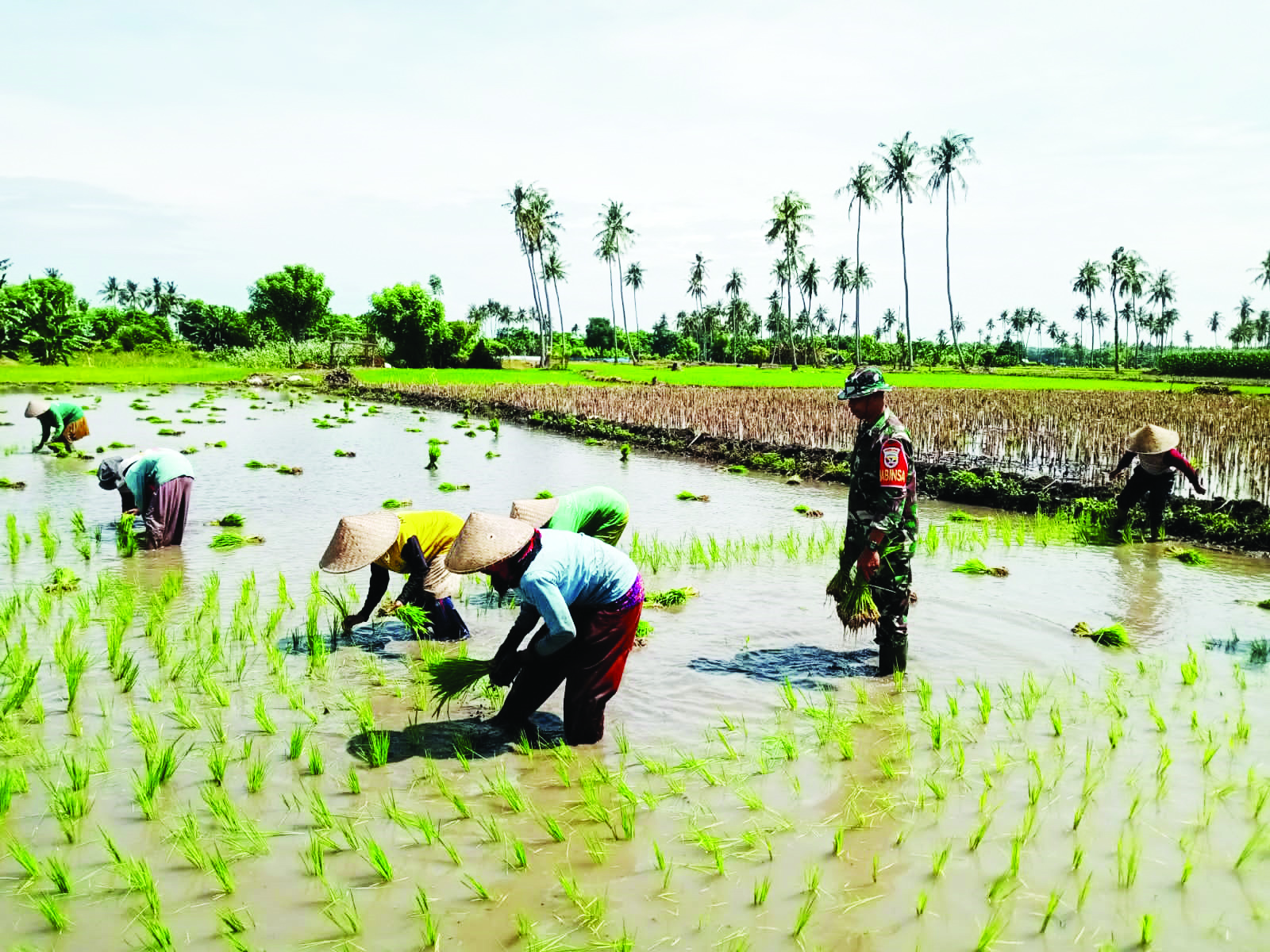 Babinsa Koramil 04/Kilo, Kodim 1614/Dompu Sertu Mastudinur saat mendampingi petani menanam padi di Desa Malaju, Dusun Paropa Barat, Kecamatan Kilo, Kabupaten Dompu.