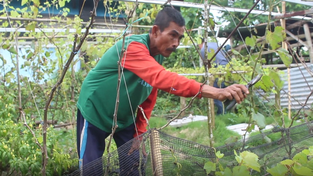 KAMPUNG WISATA: Ketua Poktan Desa Ketara Lalu M Jazuli Esma Brata menanam pohon anggur di pekarangan rumahnya di Dusun Bagik Puyung, Desa Ketara, Kecamatan Pujut, Loteng, Jumat (17/1)