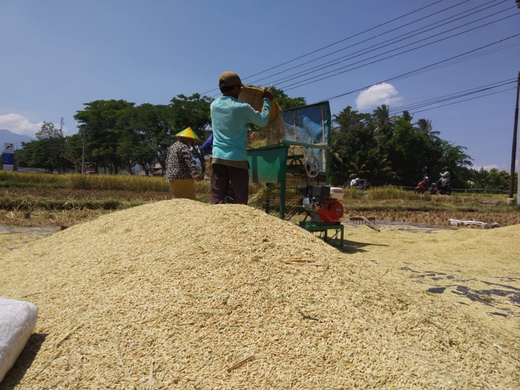 PELARANGAN PENGIRIMAN: Petani NTB yang sedang panen padi beberapa waktu lalu. Pemprov NTB berencana melarang pengiriman gabah ke luar daerah mulai Februari mendatang.
