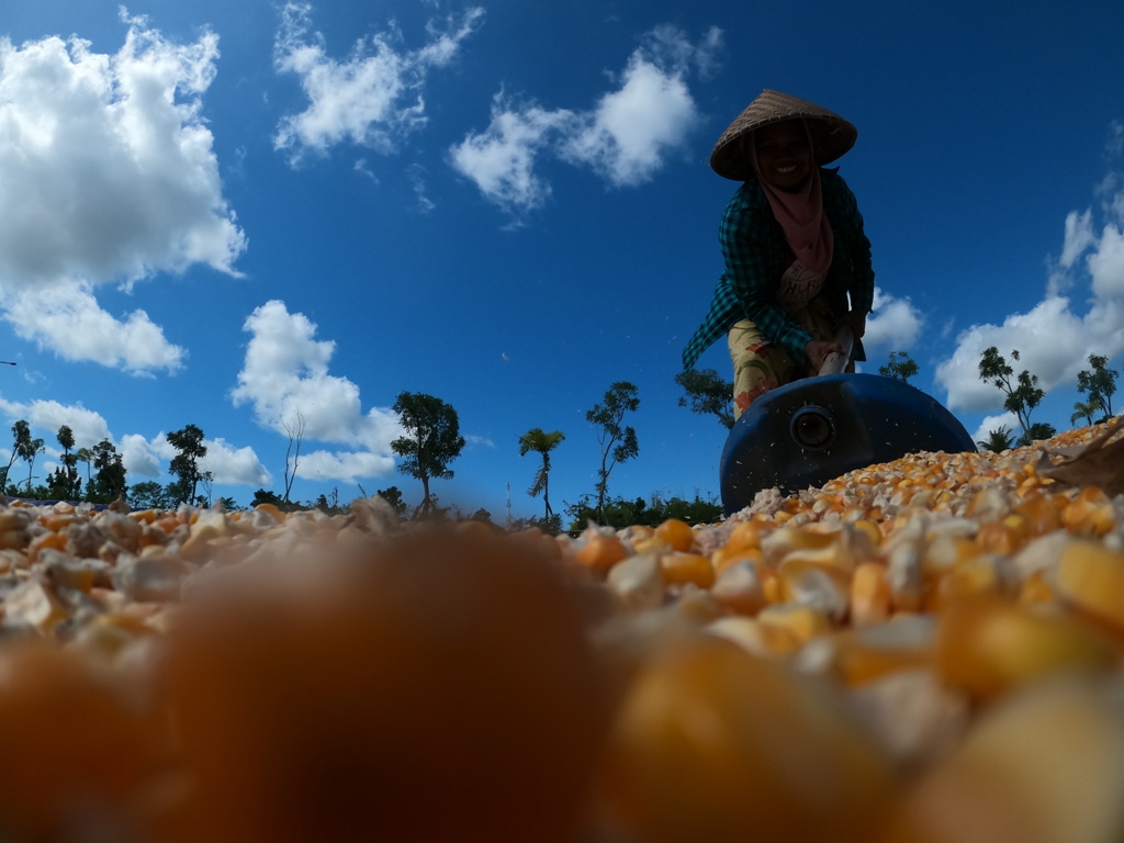 JEMUR JAGUNG: Salah satu petani NTB tengah menjemur jagung hasil panennya, beberapa waktu lalu.