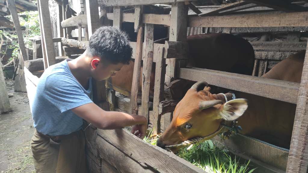 WASPADA PMK: Seorang peternak memberikan rumput pada sapinya di kandang, Dusun Embun Duduk, Desa Labulia, Kecamatan Jonggat, Kabupaten LombokTengah, Minggu (19/1).