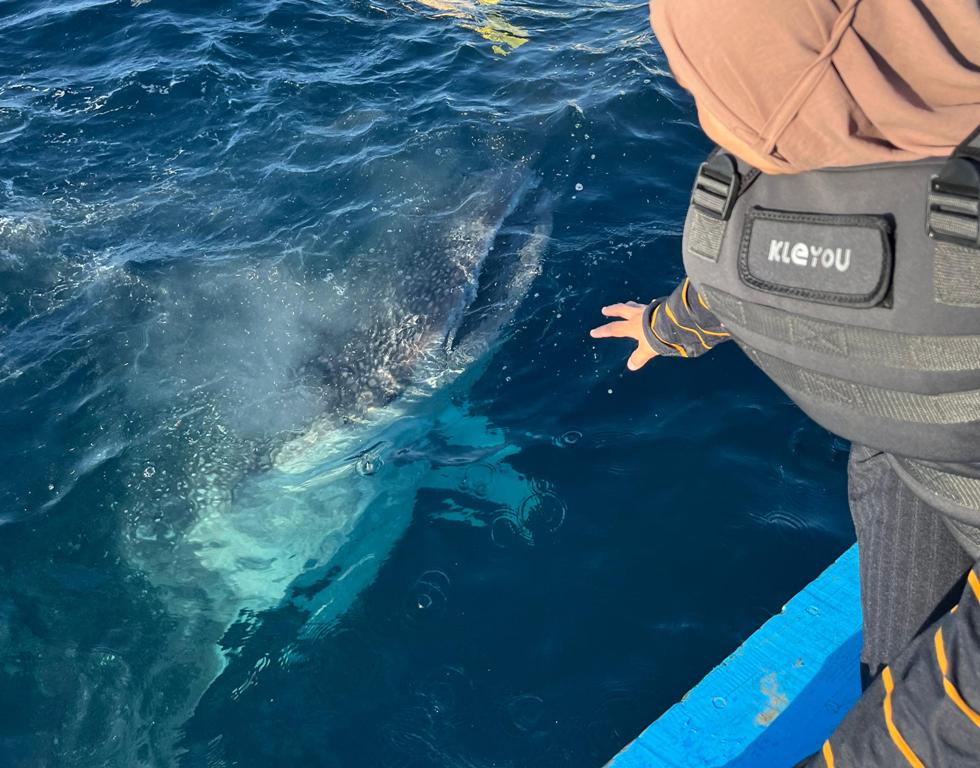 HARUS DILINDUNGI: Kemunculan kawanan Hiu Paus di kawasan perairan Teluk Saleh, Pulau Sumbawa, telah menarik minat wisatawan lokal maupun mancanegara, untuk melihat secara langsung.