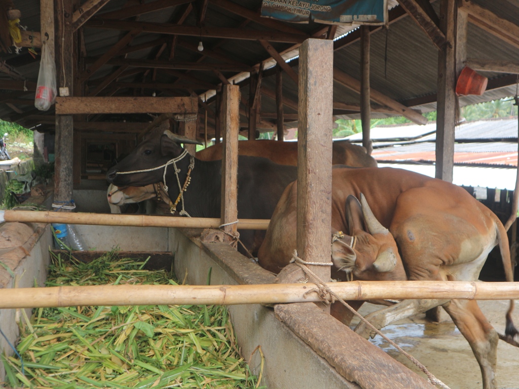MAKAN: Sejumlah sapi ternak di kandang Kolektif milik kelompok ternak yang ada di Lingkungan Renco, Kelurahan Kelayu Jorong saat menyantap pakan.