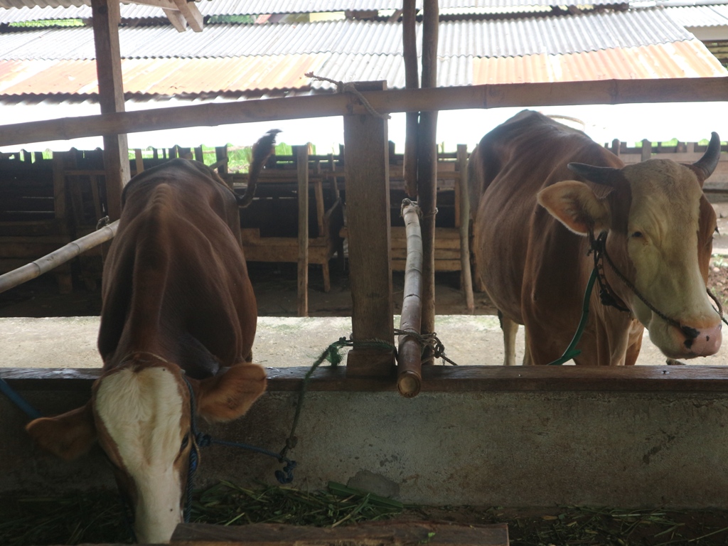 SEDANG MAKAN: Sejumlah ternak sapi di salah satu kandang Kolektif di Lombok Timur (Lotim).