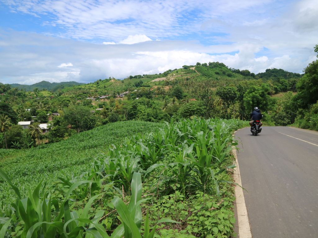 DILEMA: Pengendara bermotor melintasi area lahan jagung yang ditanam pada lereng tebing jalan raya Kuta-Selong Belanak, di Desa Prabu, Kecamatan Pujut, Loteng, pekan lalu.