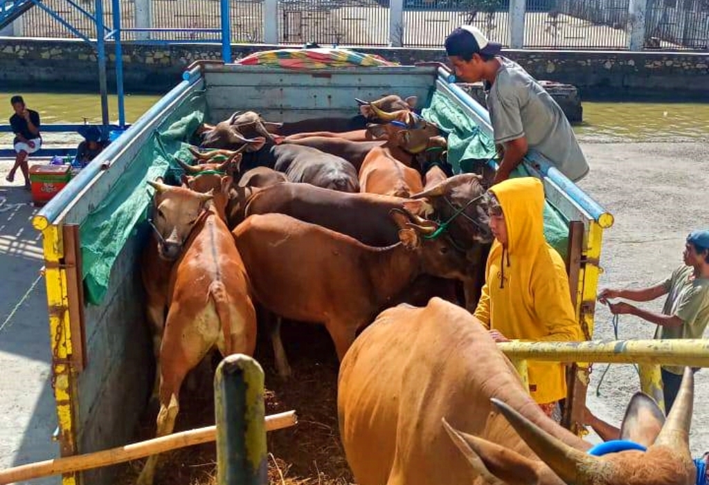 DOKUMEN LENGKAP: Pengiriman hewan ternak sapi sebanyak 452 ekor sesuai Surat Keputusan kepala Disnakeswan NTB Nomor 100.3.3/009/2025 Tanggal 22 Januari 2025, dengan tujuan Banjarmasin, Kalsel.