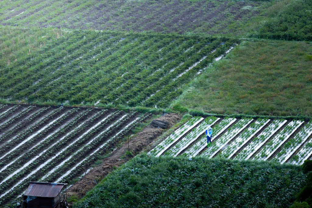 KUALITAS LAHAN: Pupuk dapat meningkatkan kesuburan tanah dan memberikan nutrisi untuk tanaman, karenanya dengan pemberian pupuk yang tepat dan berimbang dapat meningkatkan produksi tanam tahun ini.
