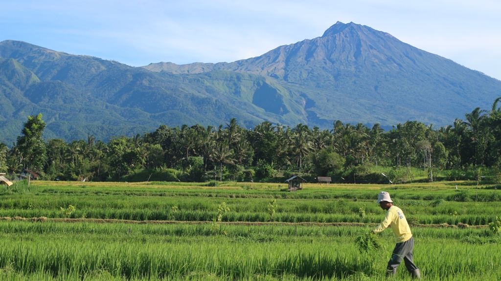PANEN: Seorang petani menyabit rumput yang tumbuh di pematang sawah di Desa Lendang Nangka Utara, Kecamatan Masbagik, Lombok Timur, beberapa waktu lalu.