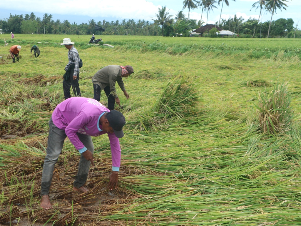 PANEN: Buruh tani memanen padi di sawah Dusun Repok Payung, Desa Rarang Kecamatan Terara yang roboh akibat diterjang hujan lebat dan angin kencang.