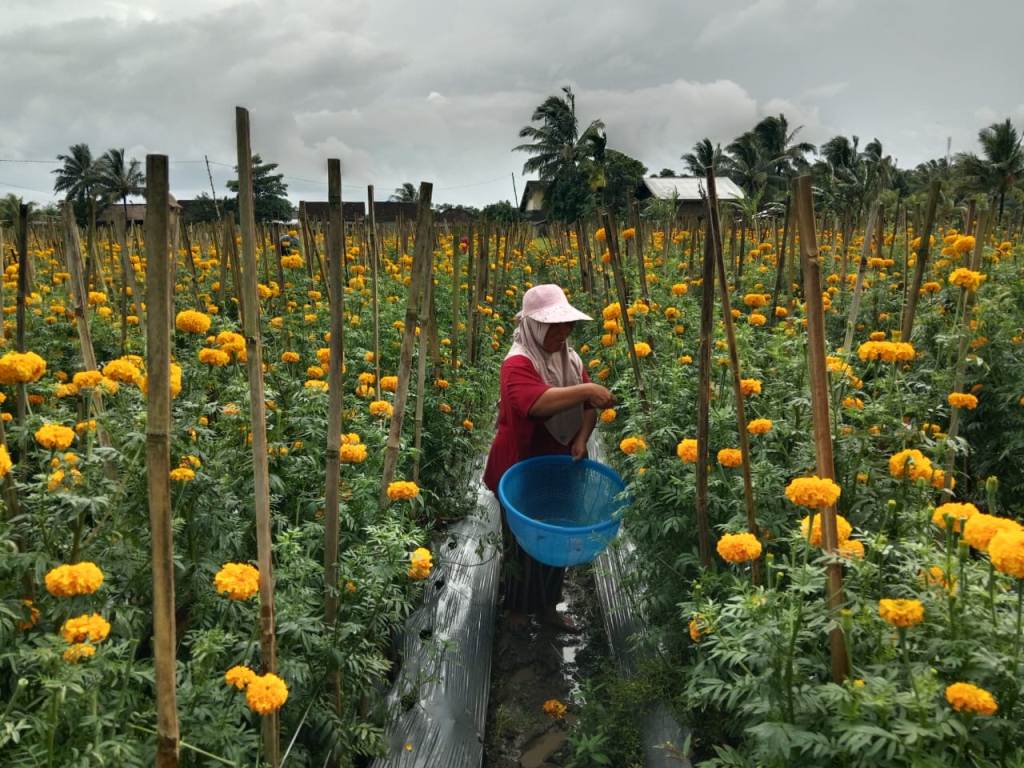 PETIK: Seorang Warga Desa Rarang saat memetik Bunga Marigold, di sawah milik Lalu Suandi, pembudi daya Bunga Marigold di Desa Rarang, Kecamatan Terara, Selasa (11/2).