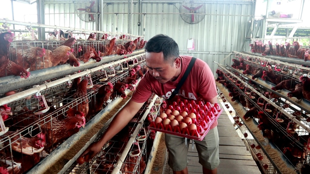 RODA BERPUTAR: Ahmad Samsir mengumpulkan telur ayam hasil beternak di kediamannya, Kelurahan Sasake, Kecamatan Praya, Loteng.