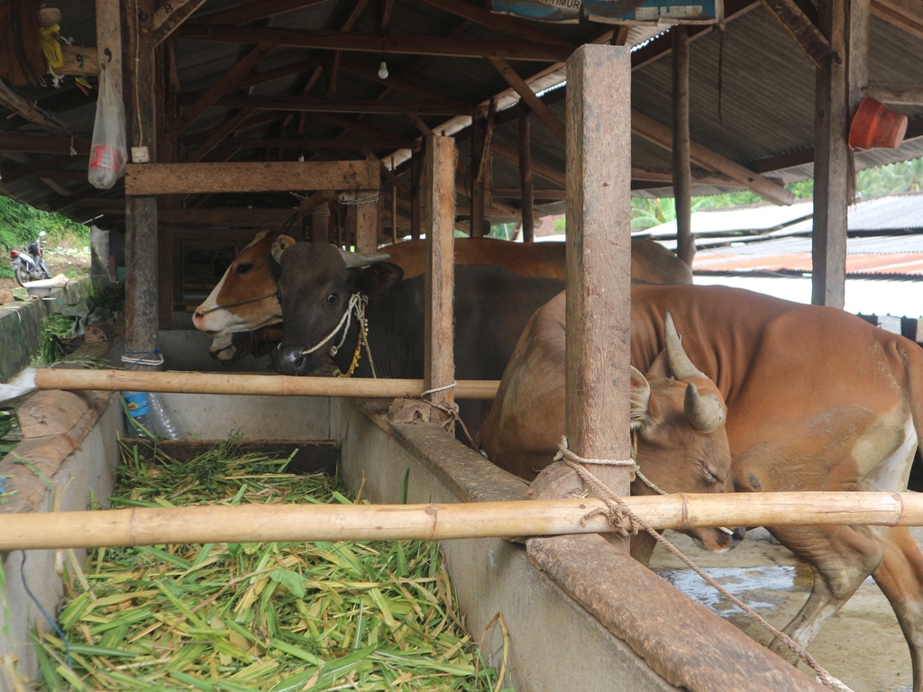 SUMBER PENGHASILAN: Sejumlah sapi peternak Lombok Timur, beberapa waktu lalu.