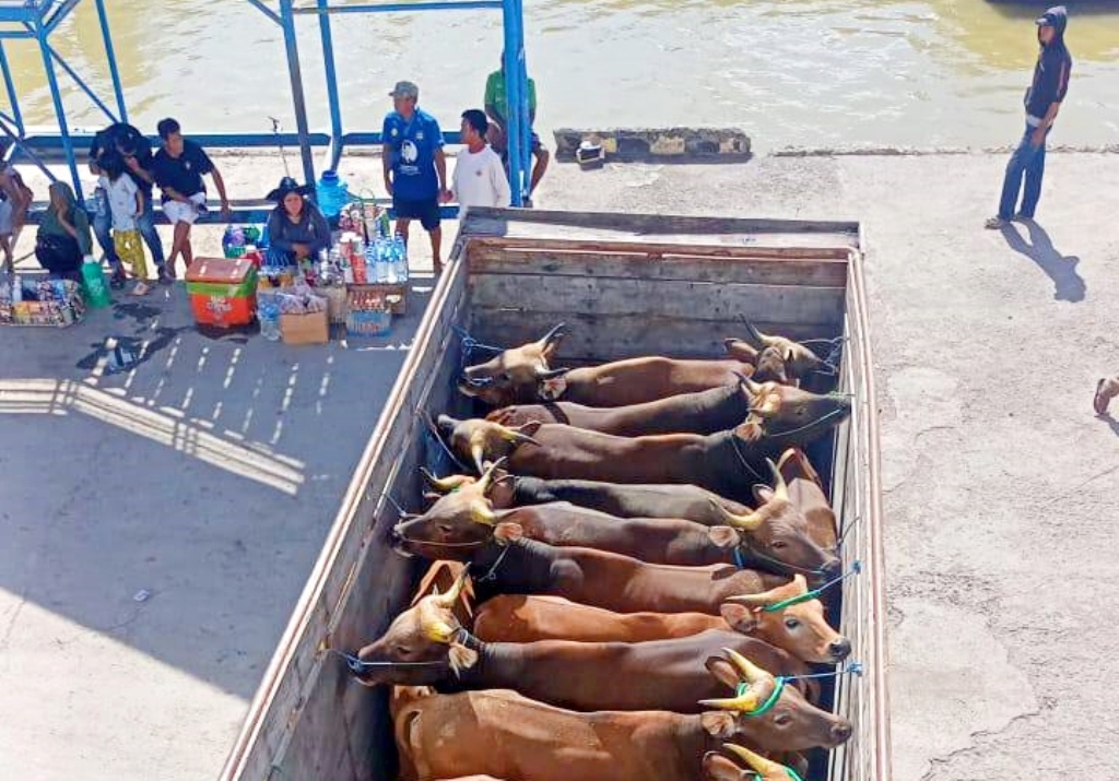 SEHAT SEMUA: Telah mendapatkan izin dari Disnakeswan NTB, para peternak Bumi Gora mengirimkan ratusan ekor sapi, dengan tujuan Banjarmasin, Kalimantan Selatan (Kalsel).