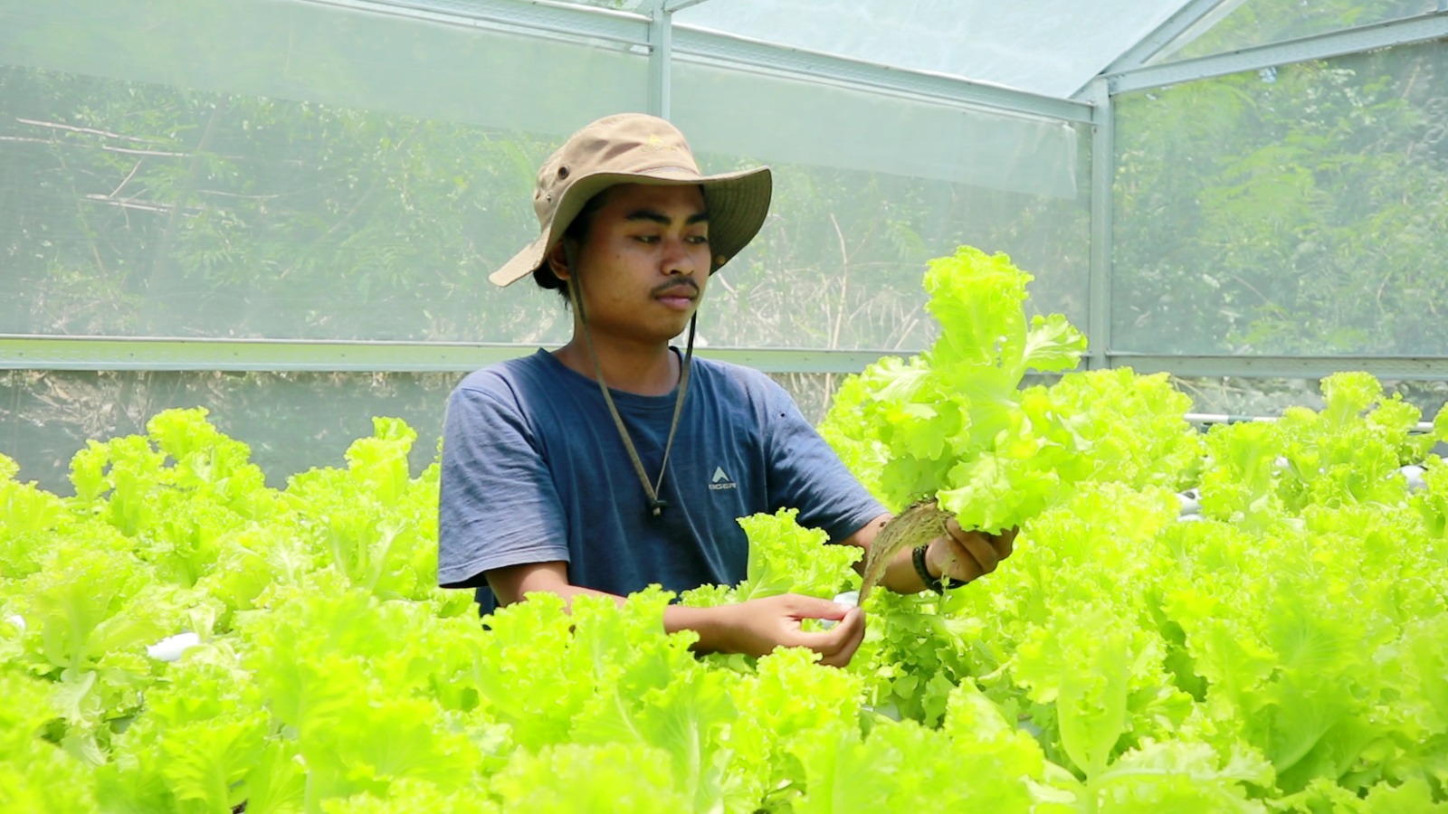 PETANI MILENIAL: Rian Pratama memanen sayur Selada hidroponik pada greenhouse miliknya di Dusun Lenser, Desa Kuta, Kecamatan Pujut, Loteng, Jumat (28/2).