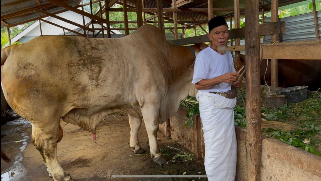 SIAP DISEMBELIH: Arki memperlihatkan salah satu ternak super jumbo yang dimilikinya.