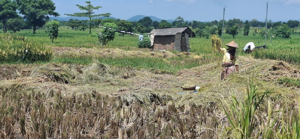PANEN PADI: Sejumlah petani di wilayah Kuripan, Lombok Barat, mulai memanen padi, Rabu (5/3). Puncak panen raya diprediksi akhir Maret hingga April nanti.