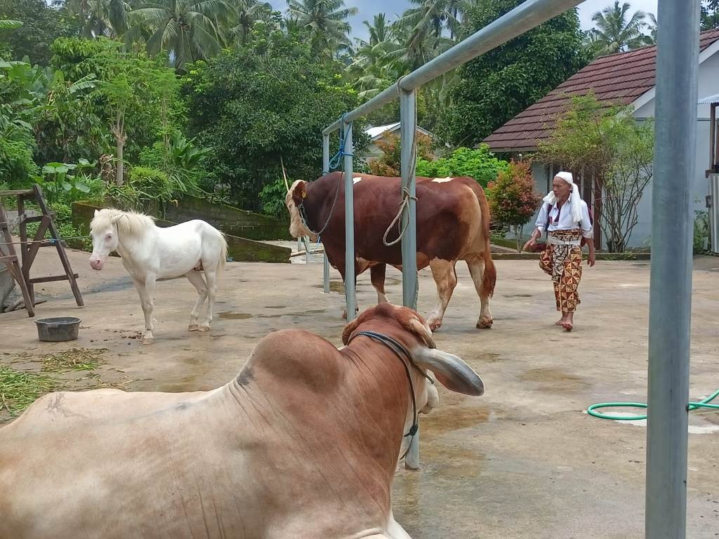 KAWIN SILANG: Beberapa ekor sapi persilangan milik Amaq Arki, peternak sapi persilangan asal Dusun Senara, Desa Genggelang, Gangga, Lombok Utara.