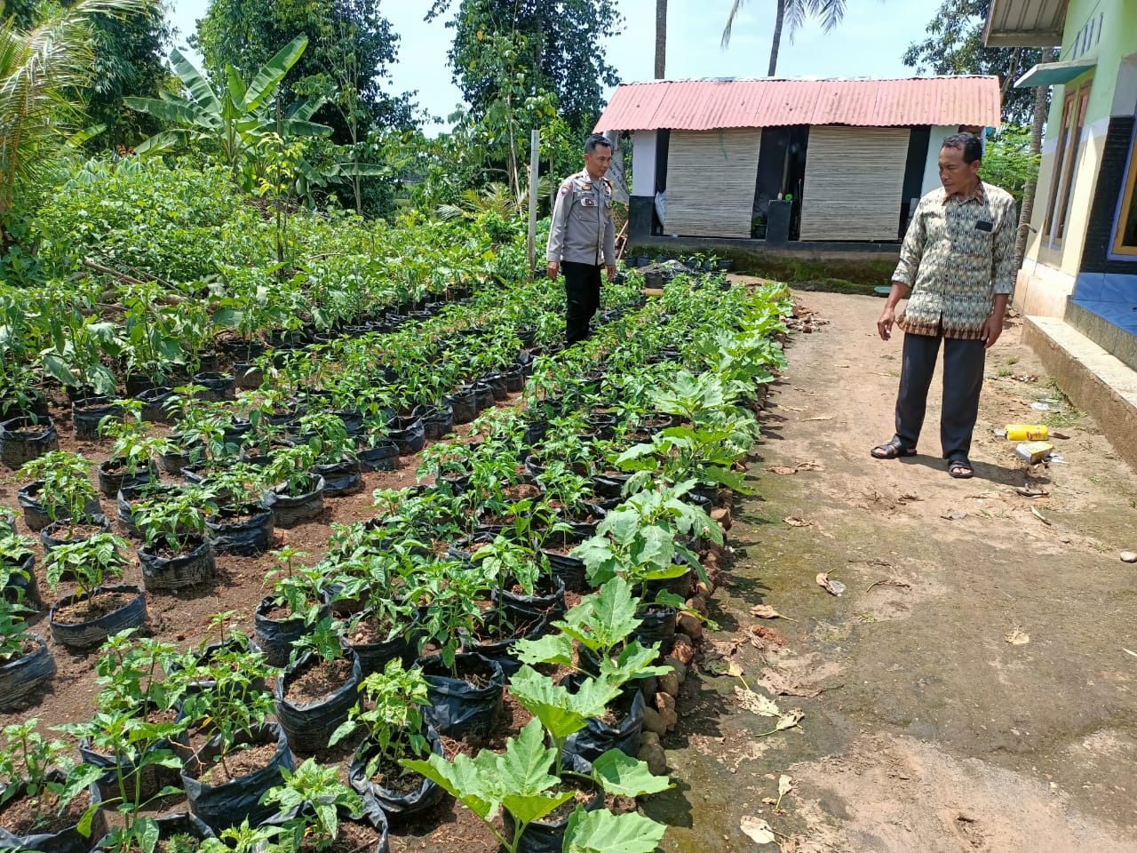 Puluhan tanaman cabai ditanam di atas polybag pada pekarangan rumah dinas anggota kepolisian Polres Loteng di Praya, belum lama ini.