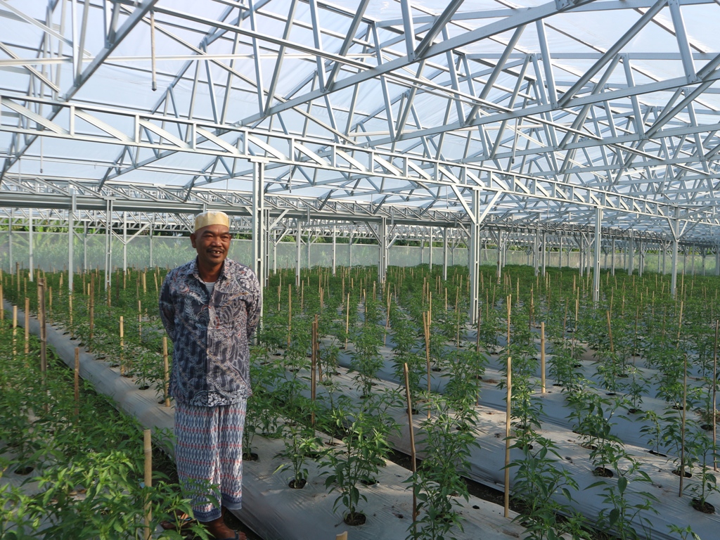 CEK: Champion Cabai H Subhan saat melihat kondisi tanaman cabainya yang ditanam di green house, Rabu (5/2).