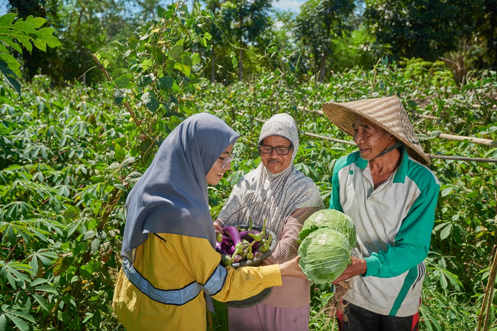 Pertanian Organik PT STM Tingkatkan Panen Petani Lokal yang ada di Kabupaten Dompu, Provinsi NTB.