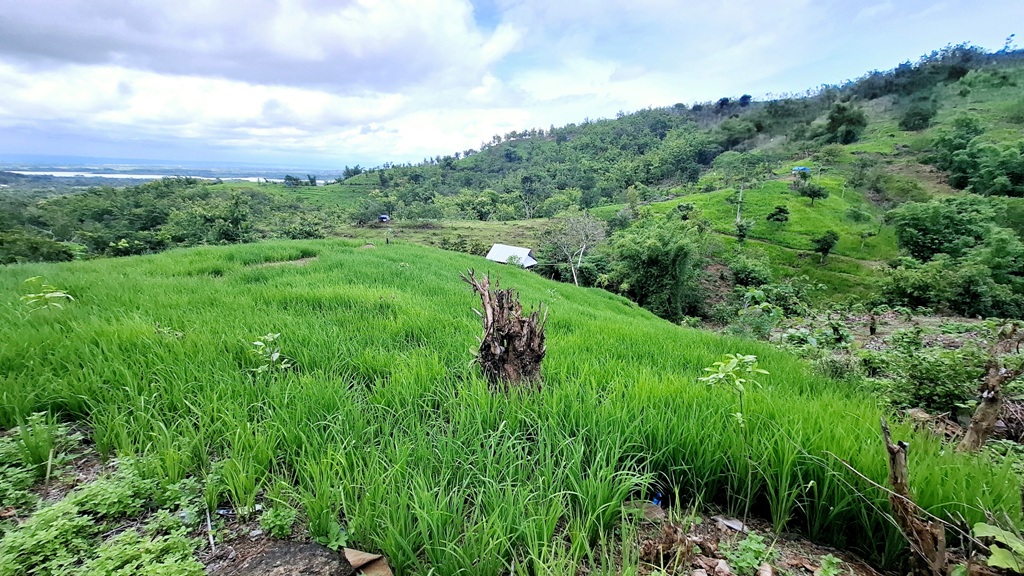 ALIH FUNGSI: Hutan dan gunung di wilayah Kecamatan Sekotong, Lombok Barat, marak terjadi alih fungsi menjadi lahan pertanian. Pohon ditebang untuk ditanami padi dan jagung.&nbsp;