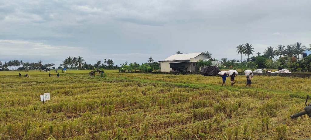 PRODUKSI PANGAN: Lahan sawah pertanian di Lombok Utara. Untuk menjaga agar tidak beralih fungsi, dibutuhkan Perda LP2B.